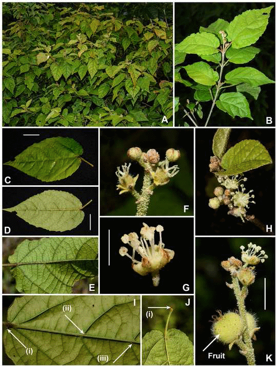 武汉植物园发现大戟科巴豆属植物新种，其模式产地为Kaya Kinondo森林 
