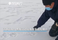 黑龙江边境发现野生东北虎脚印 专家鉴定为雌性东北幼虎足迹