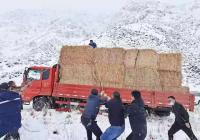 新疆和硕县深夜抗击暴雨雪灾害 地缓解天气灾害对牧民带来的影响