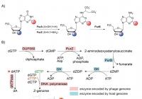 破解噬菌体特殊DNA有望对抗超级耐药菌感染 成果在《科学》刊发