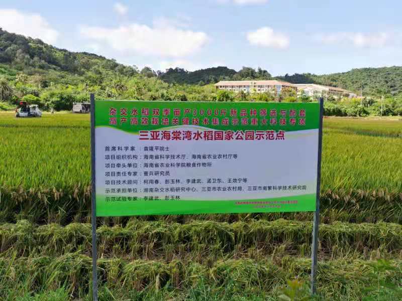 高产攻关！超级稻热带地区首次实现较大面积种植亩产超1000公斤