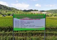 高产攻关！超级稻热带地区首次实现较大面积种植亩产超1000公斤