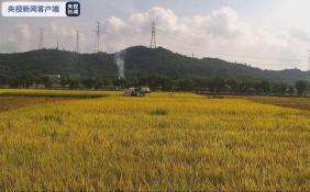 “太空稻”迎来收割 有望成为100%中国原创的水稻新品种