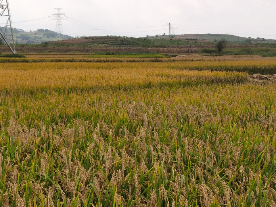 再次刷新纪录！湖南衡阳杂交水稻双季亩产为1603.9公斤 