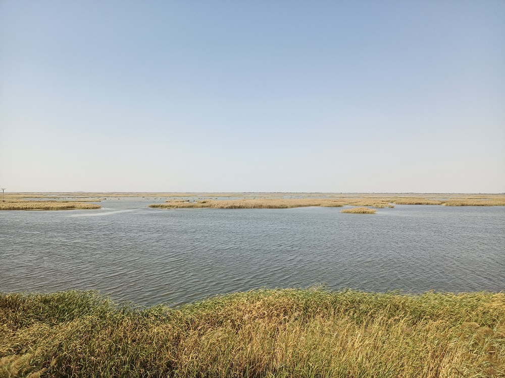 371种鸟类齐聚于此 黄河入海口处“生长着”你不知道的风景