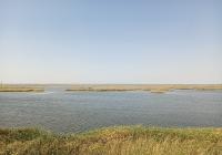 371种鸟类齐聚于此 黄河入海口处“生长着”你不知道的风景