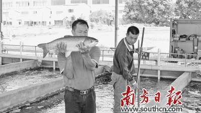 90后“鱼二代”瞄准5G养鱼新模式 “中国脆肉鲩之乡”探索智慧渔业 