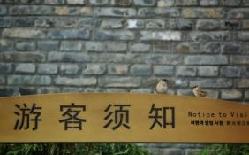 今年候鳥提前半個月進京 3萬余只候鳥從官廳水庫過境