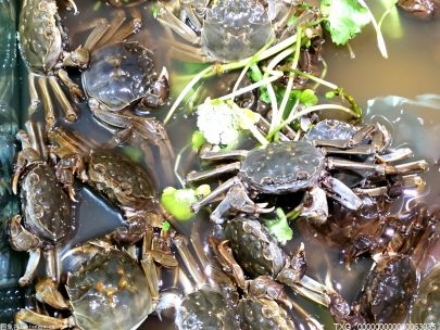 深圳巨腹蟹的发现填补了山溪大型水生无脊椎动物多样性的研究空白