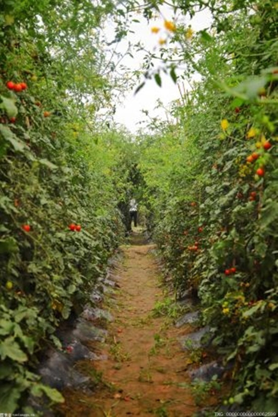 我国创制首个番茄单倍体诱导系 大大加快育种进程