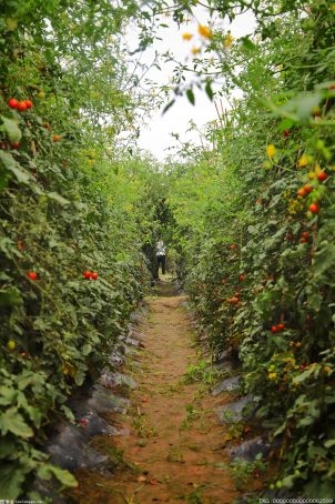 首届中国（电白）樱桃小番茄全产业链供需对接会举行