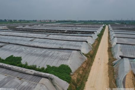 天津市滨海新区农光一体种植园区为“全电大棚”消除用电安全隐患 