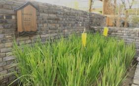 探寻黑土地农民的“丰收密码” 黑土地为何能成中国粮食安全“压舱石”