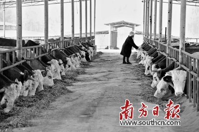 广东现代农业产业园的建设经验 带动八桂大地产业兴旺