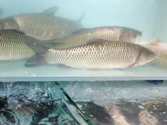 丹江口库区每年人工增殖放流鱼苗325万尾 如何保证鱼儿活性？