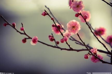春节期间梅花山上的梅花进入开花期，“探梅”正当时