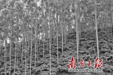 梅县区一基地入选第五批国家林下经济示范基地名单