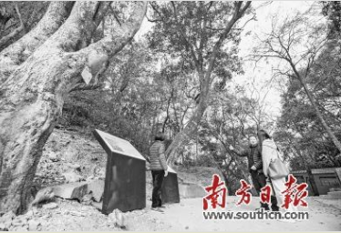茶阳镇百年古树见证了红色交通线上的重大历史事件