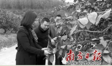 梅县区加快绿色防控技术推广应用 确保农业生产安全