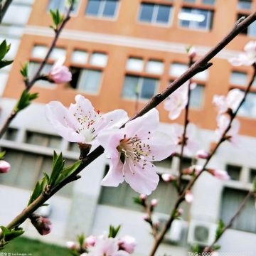 今年垂丝海棠、云南樱花初花期比预计的推迟一个星期