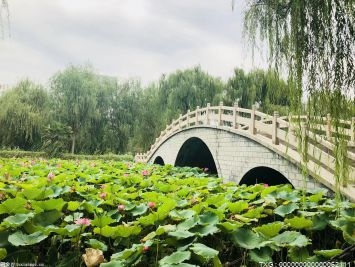 泗洪洪泽湖湿地景区5000余株绝美樱花进入盛花期 