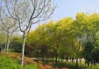 桃红柳绿春无迹 南京多个景区内的桃花竞相盛开 