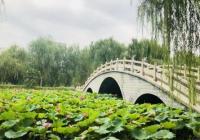 泗洪洪泽湖湿地景区5000余株绝美樱花进入盛花期 