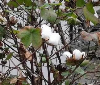 商务部：有序推进服务业扩大开放综合试点工作 