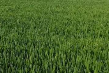 春管、投肥施药！小麦赤霉病防控技术方案发布