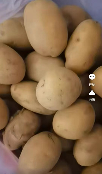 从“面朝黄土背朝天”到“青薯9号” 小洋芋的大变化 