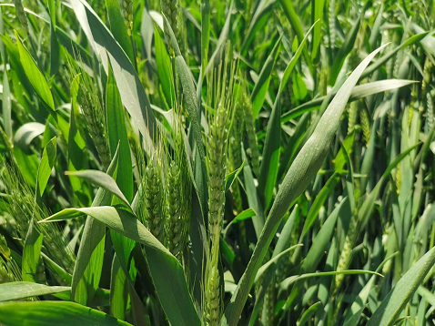 全国超强筋小麦单产纪录诞生！滕州龙振存迎来新收获期