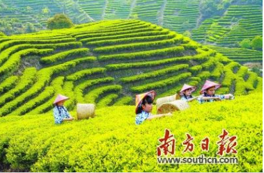 潮州工夫茶大会将于5月21日举办