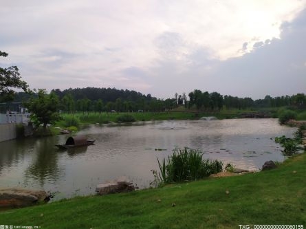 秦岭深处惊现“水中贵族”！秦岭细鳞鲑成群结队溯游