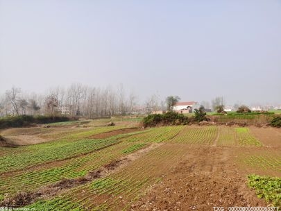 淮北市秋种工作已接近尾声 小麦种植完成任务的88%